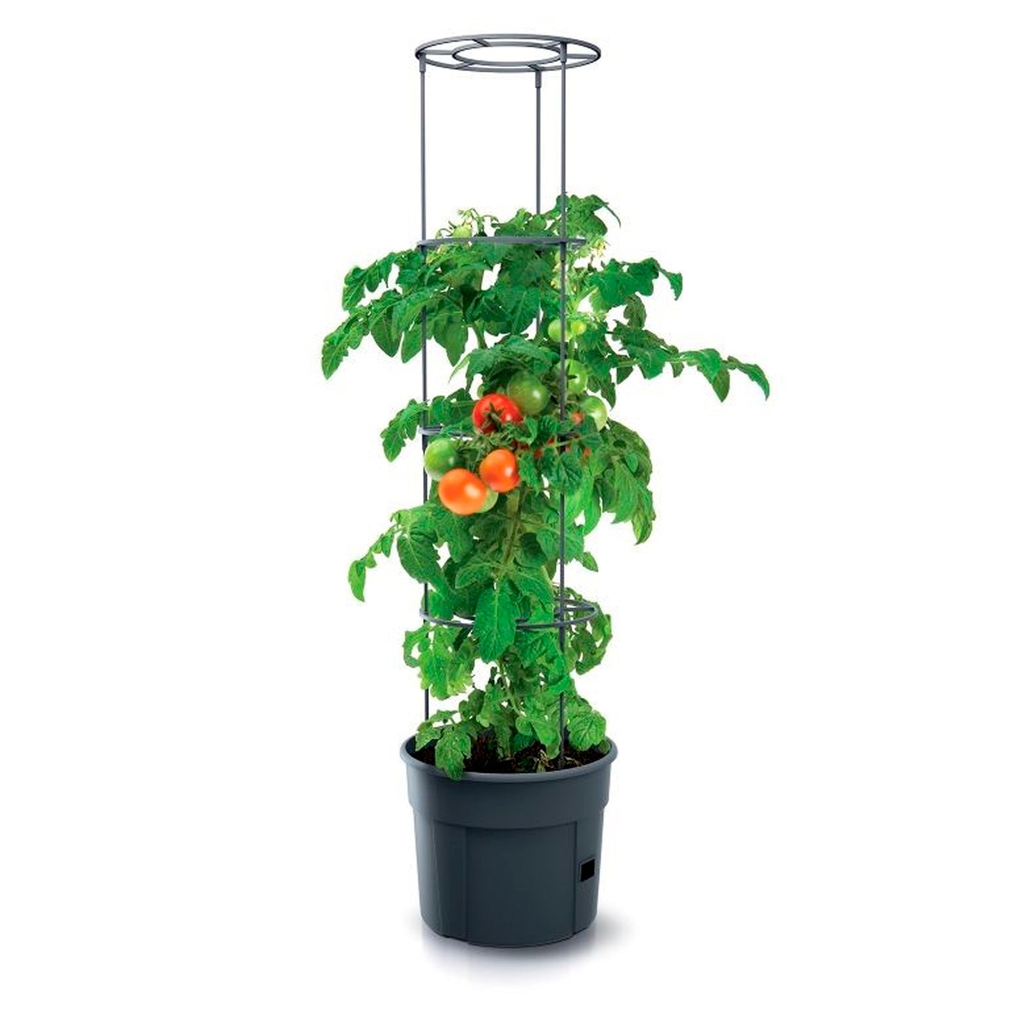 Macetero De Tomates Prosperplast Tomate Grower De Plastico En Color Antracita 29,5 (largo) X 29,5 (ancho) X 23,6-115,2 (alto) Cm_2
