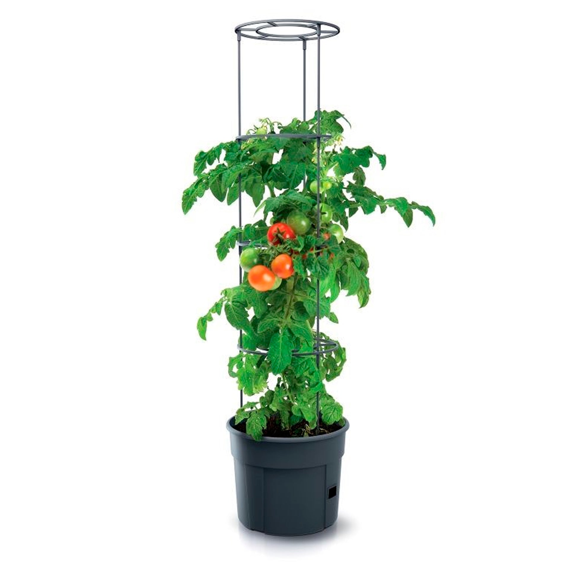 Macetero De Tomates Prosperplast Tomate Grower De Plastico En Color Antracita 29,5 (largo) X 29,5 (ancho) X 23,6-115,2 (alto) Cm_2