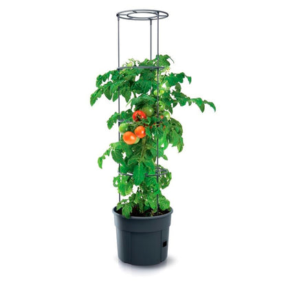 Macetero De Tomates Prosperplast Tomate Grower De Plastico En Color Antracita 39,2 (largo) X 39,2 (ancho) X 31,5-153 (alto) Cm_2