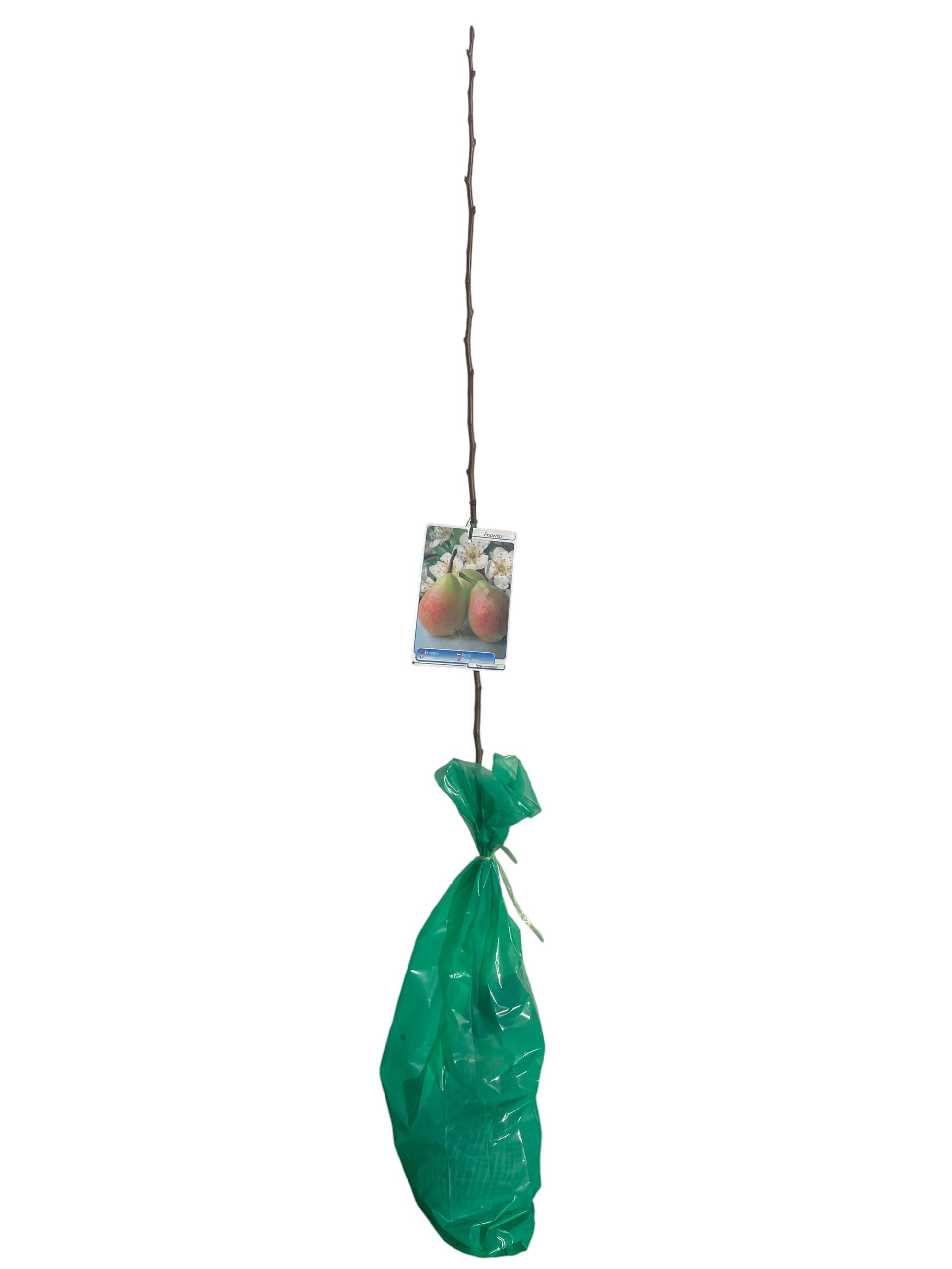 Frutal Peral Williams Rouge Cepellón 140 CM_0