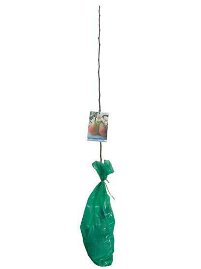 Frutal Peral Williams Rouge Cepellón 140 CM_0