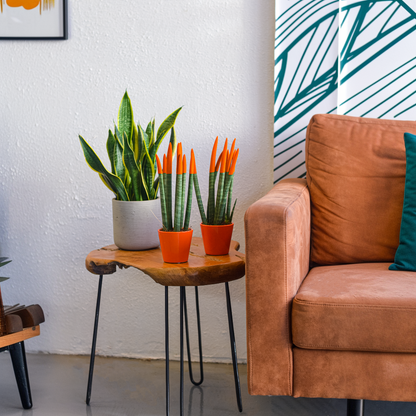 Lengua De Suegra Cilíndrica - Sansevieria Cylindrica - Altura 20-40cm - ⌀9cm