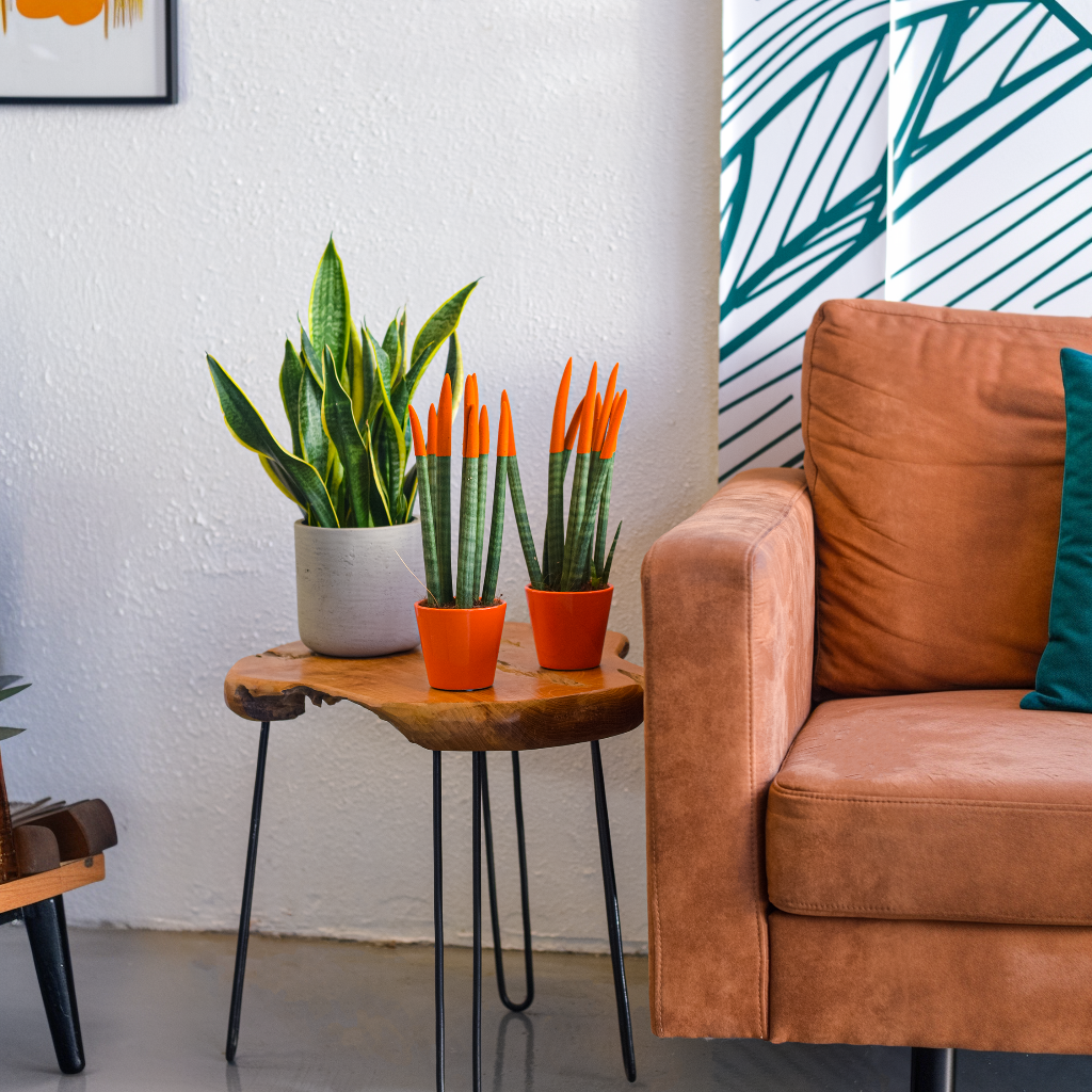 Lengua De Suegra Cilíndrica - Sansevieria Cylindrica - Altura 20-40cm - ⌀9cm_4