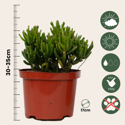 Suculentas - Mix De 3 - Incluye Cesta - Altura 30-35cm - ⌀17cm_2