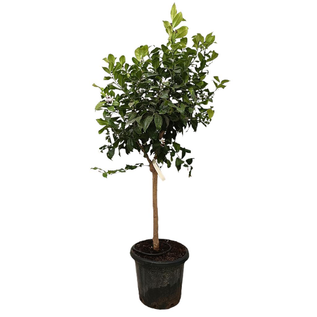 Limon 4 Estaciones M35 160-170cm_0
