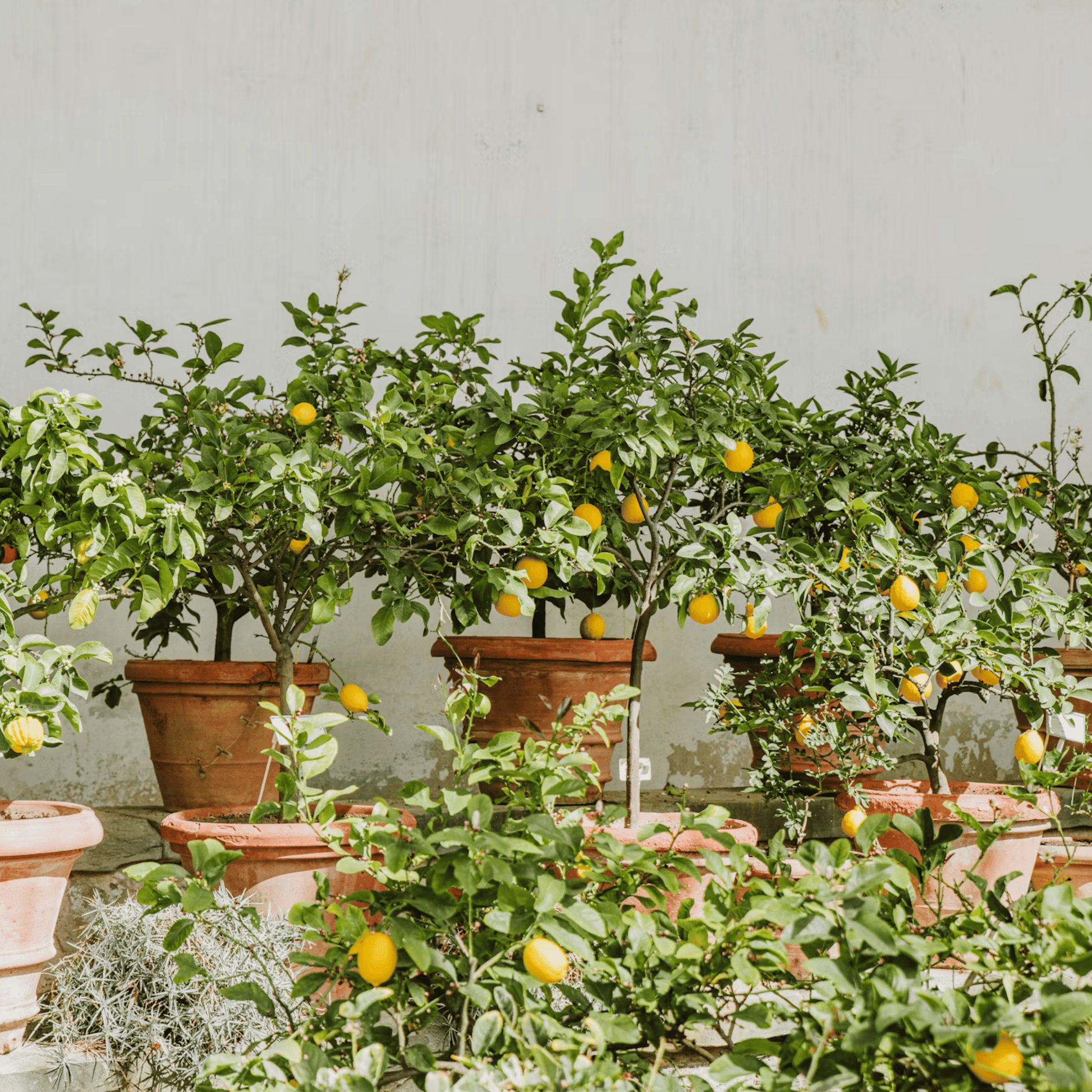 Árbol De Limón - 2 Pzs - Citrus Limon - Altura 60-70cm - ⌀19cm