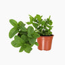 Maceta Menta Piperita 10,5 Cm - Plantabo
