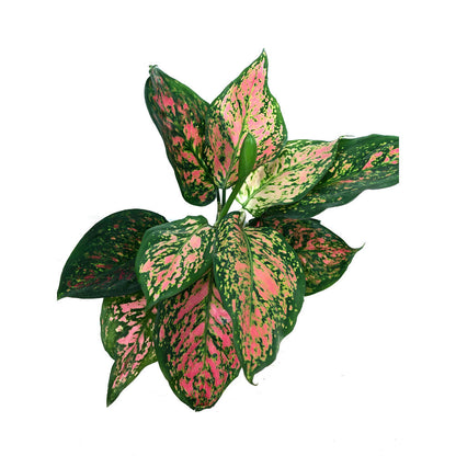 Aglaonema Crimson Love M12 20cm