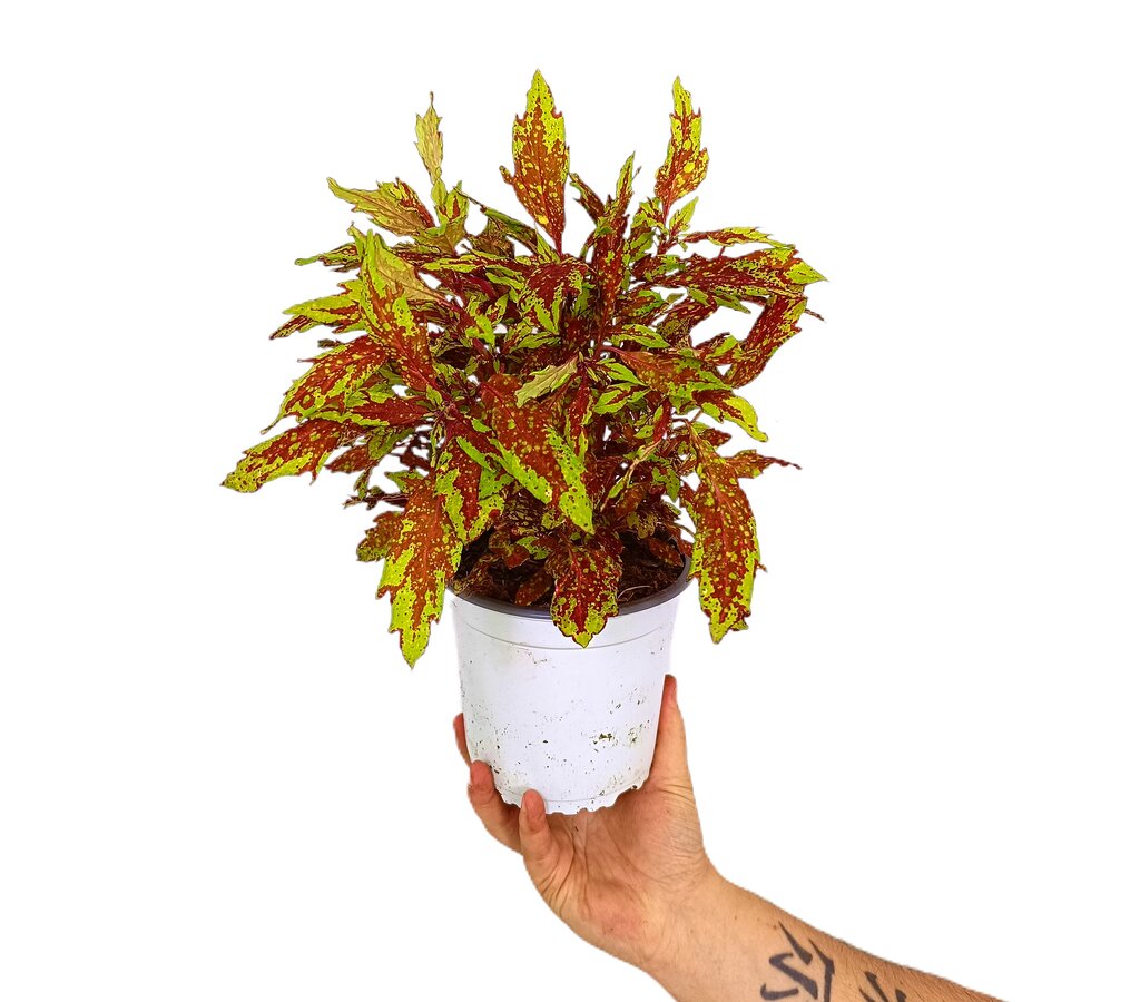Cóleo M14 (coleus)_1
