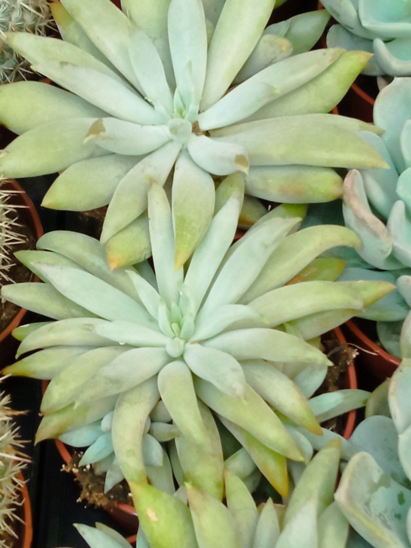 Pachyveria Glacier Planta Suculenta Ø8_0