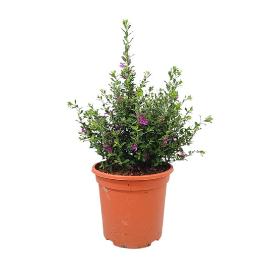 Leucophyllum Frutescens M25