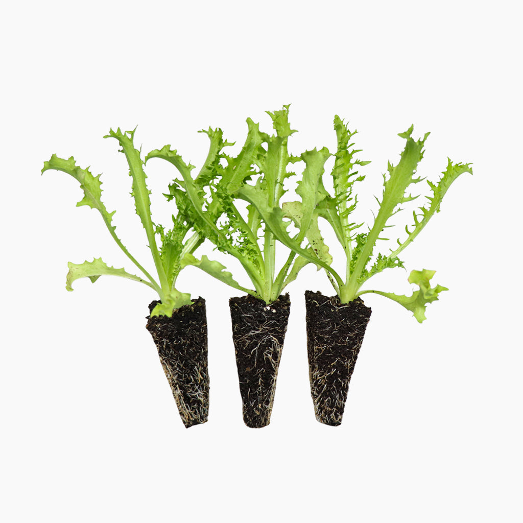 Plantón Escarola Cabello De Ángel - Plantabo. 10 Unidades_0