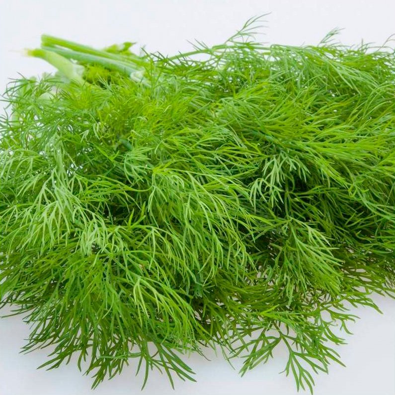 Semillas Eneldo Ecológicas_0