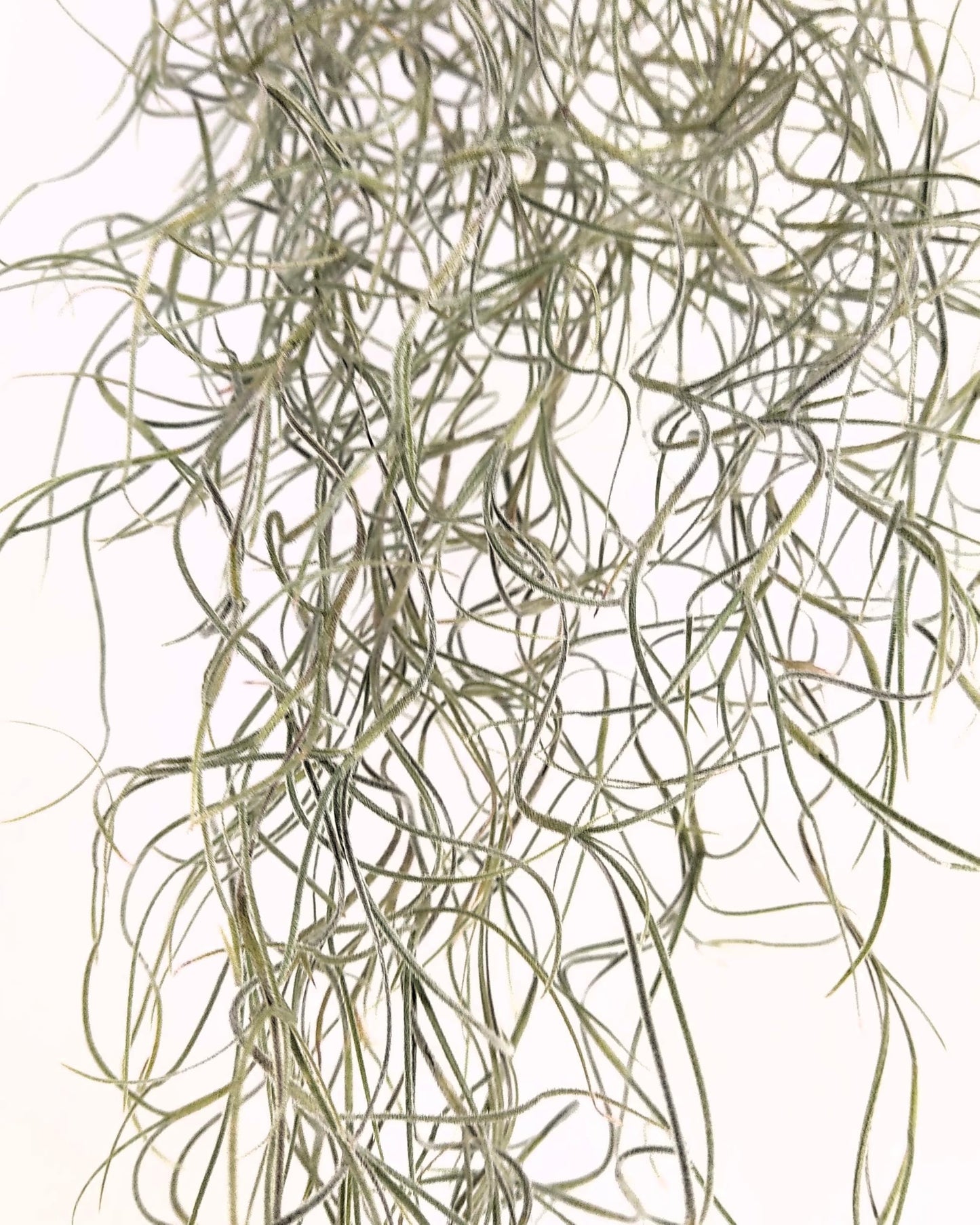 Tillandsia usneoides [XL] (barba de viejo); planta del aire colgante; Curiosarium; longitud 100 cm, diámetro 15 cm_3