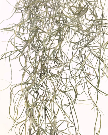 Tillandsia usneoides [XL] (barba de viejo); planta del aire colgante; Curiosarium; longitud 100 cm, diámetro 15 cm_3