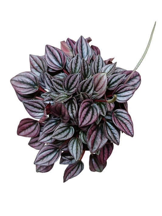 Peperomia Caperata Cayenne Planta De Interior Ø12 Con Hojas Rojas_0