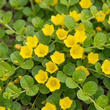 Hierba De La Moneda - Lysimachia Nummularia - 15 Plantas_1
