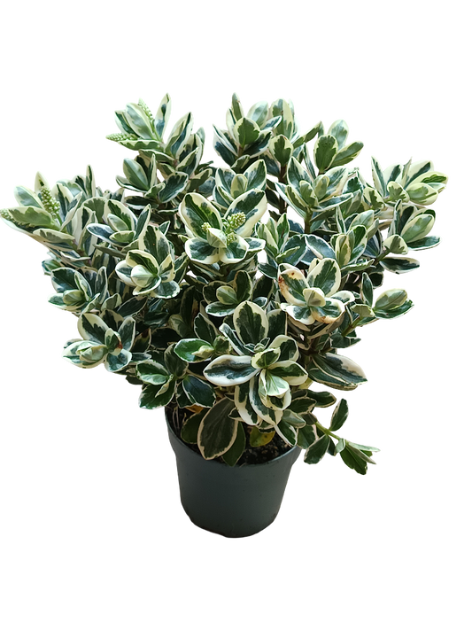 Hebe KATRINA variegata Planta de exterior arbusto con Flor MORADA Ø10