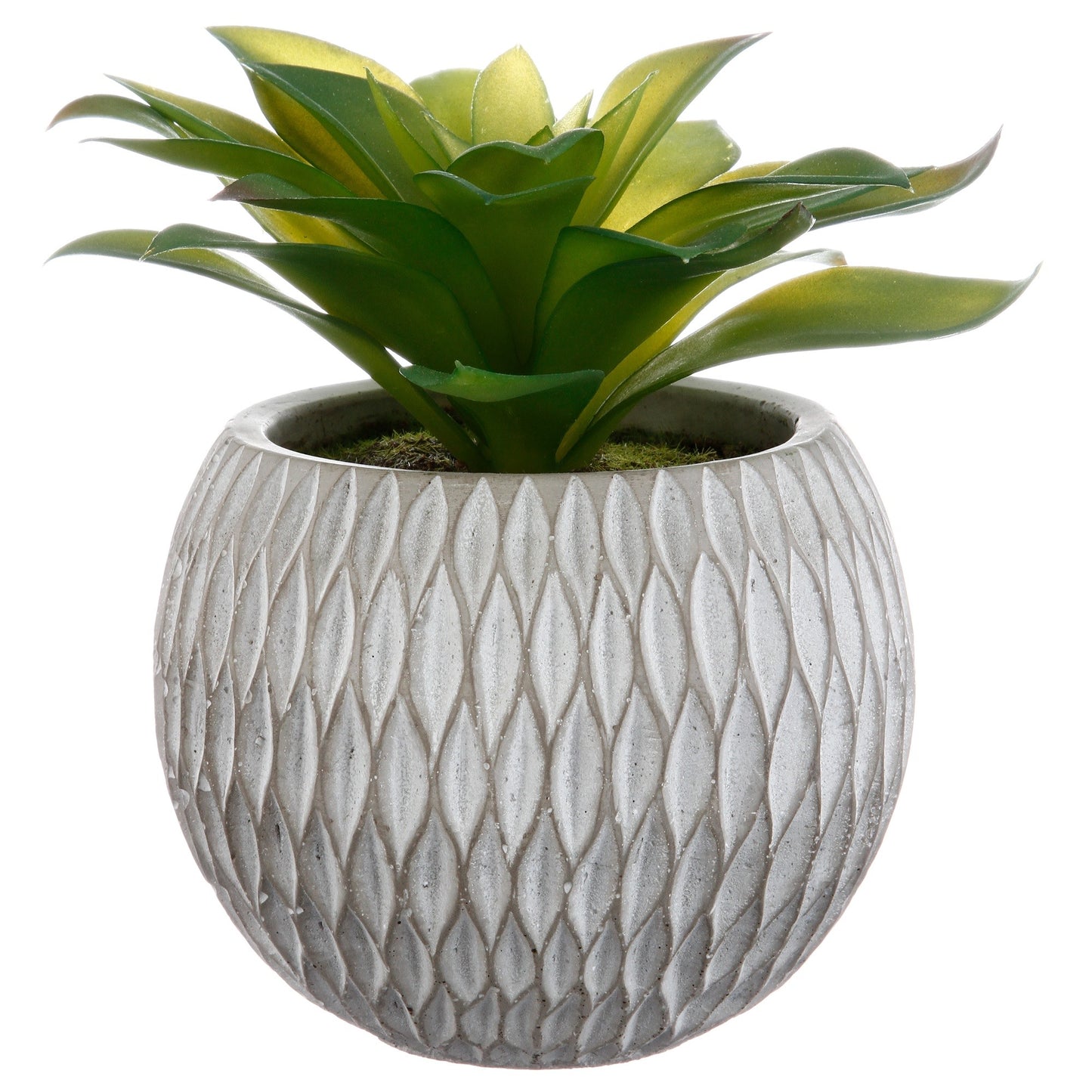 Planta En Maceta En Maceta H17