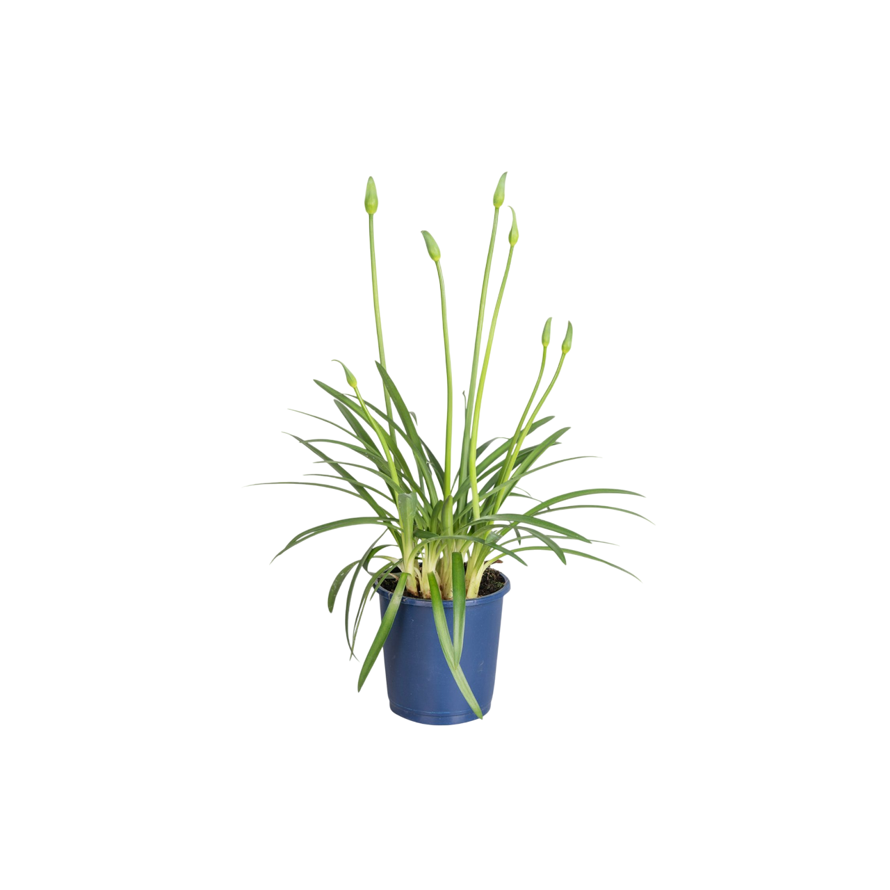Lirio Africano - Agapanthus 'superb White' - Altura 30-45cm - ⌀14cm_0
