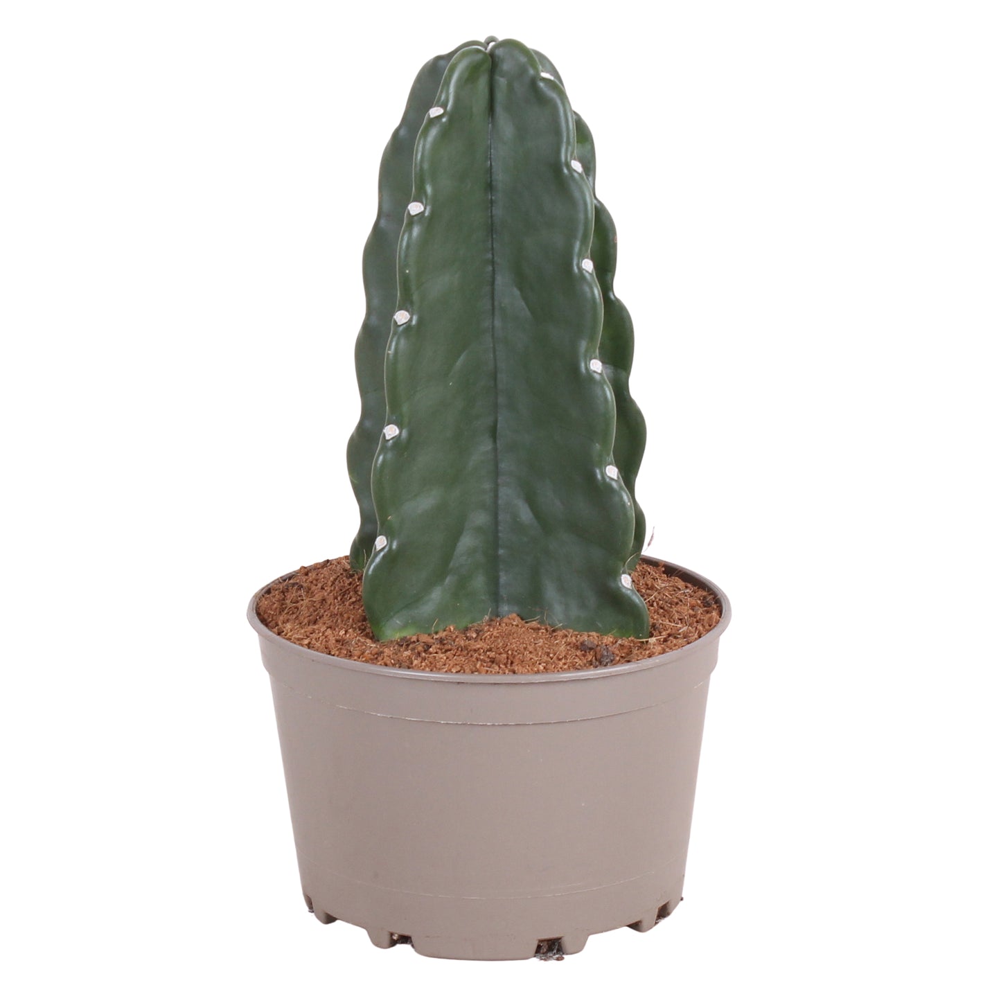 Cactus - Cereus Jamacaru - Altura 30-35cm - ⌀18cm_0