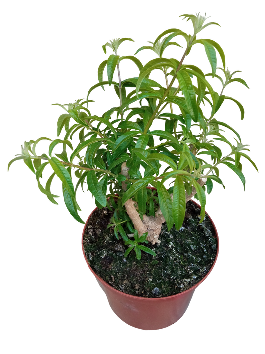 Planta Aromatica Hierba Luisa Ø18 -1 Und_0