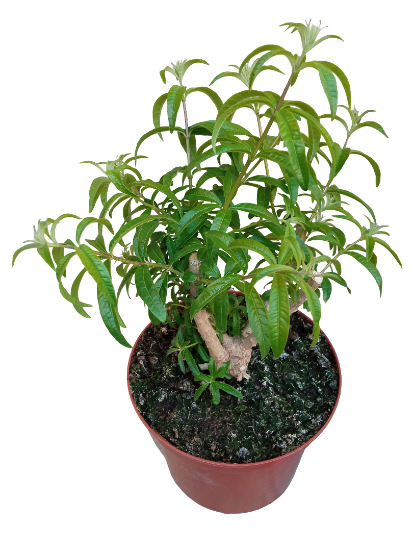 Planta Aromatica Hierba Luisa Ø18 -1 Und_0