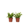Helecho Nido De Ave - 2 Pzs - Asplenium 'crispy Wave' - Altura 25-40cm - ⌀12cm