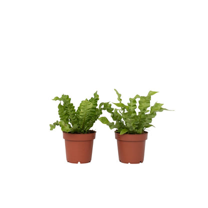 Helecho Nido De Ave - 2 Pzs - Asplenium 'crispy Wave' - Altura 25-40cm - ⌀12cm_0