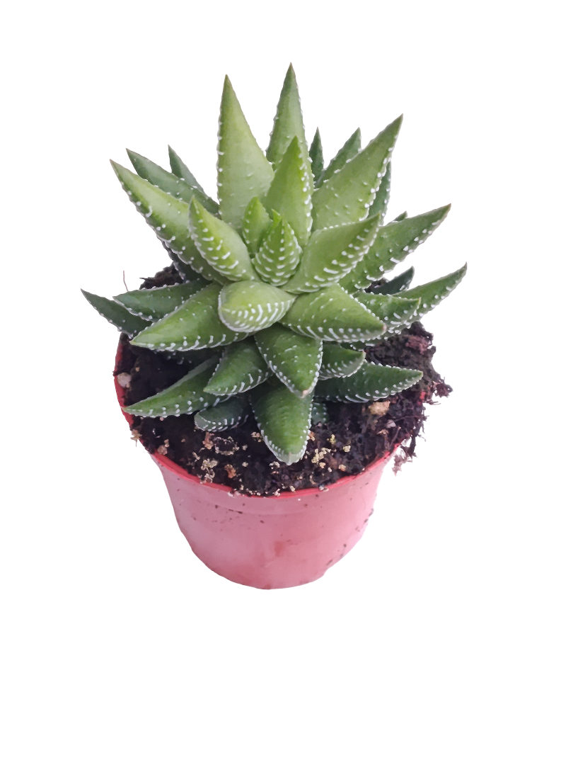 Haworthia Fasciata Planta Suculenta Ø5 Cm_0