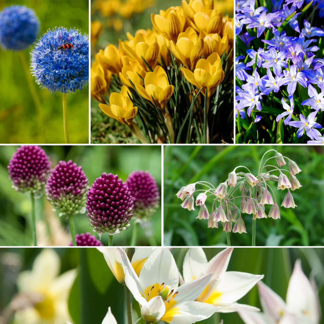 Wild Bee Hotel Box - 60 Bulbos - Instrucciones Hotel Abejas - Resistente Frío