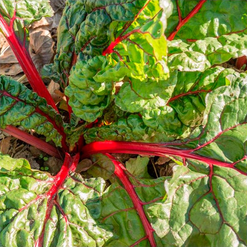 Semillas Acelga Roja Rhubarb Chard Ecológicas