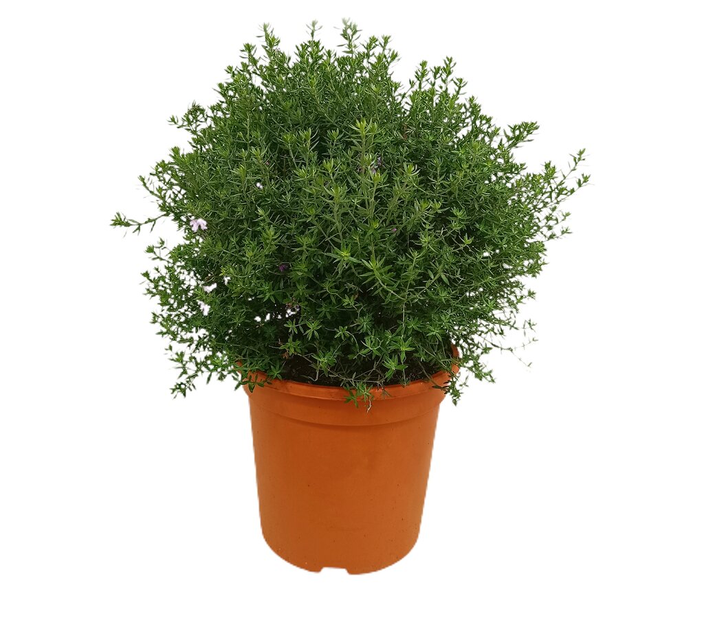 Westringia Blue Gem M24 60cm