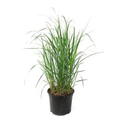 Hierba De Pluma - Calamagrostis 'karl Foerster' - Altura 40-60cm - ⌀23cm