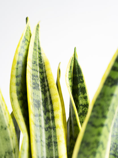 Sansevieria Laurentii O Lengua De Suegra