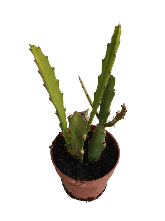 Epiphyllum Ackermani Flor Roja Cactus Colgante 1 Esqueje Con Raiz De 6 Cm_0