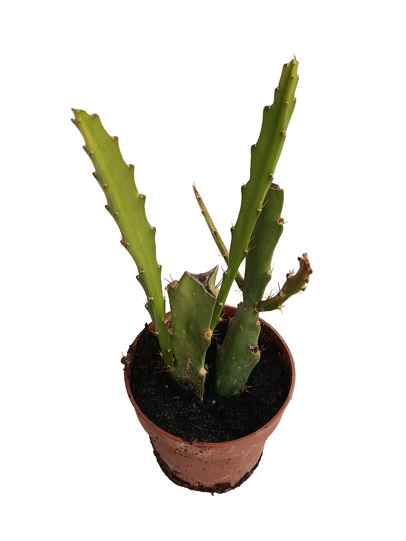 Epiphyllum Ackermani Flor Roja Cactus Colgante 1 Esqueje Con Raiz De 6 Cm