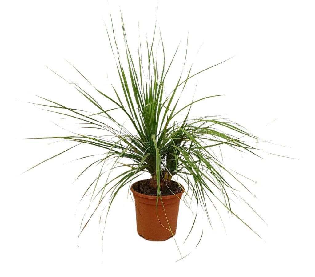 Beaucarnea Recurvata M24 100cm (pata De Elefante)_0