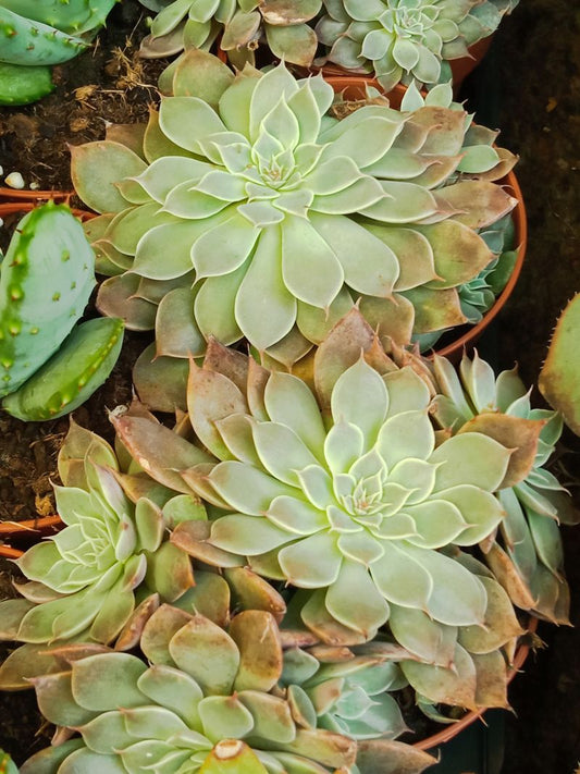 Echeveria Rusby Ø8 Planta Suculenta_0