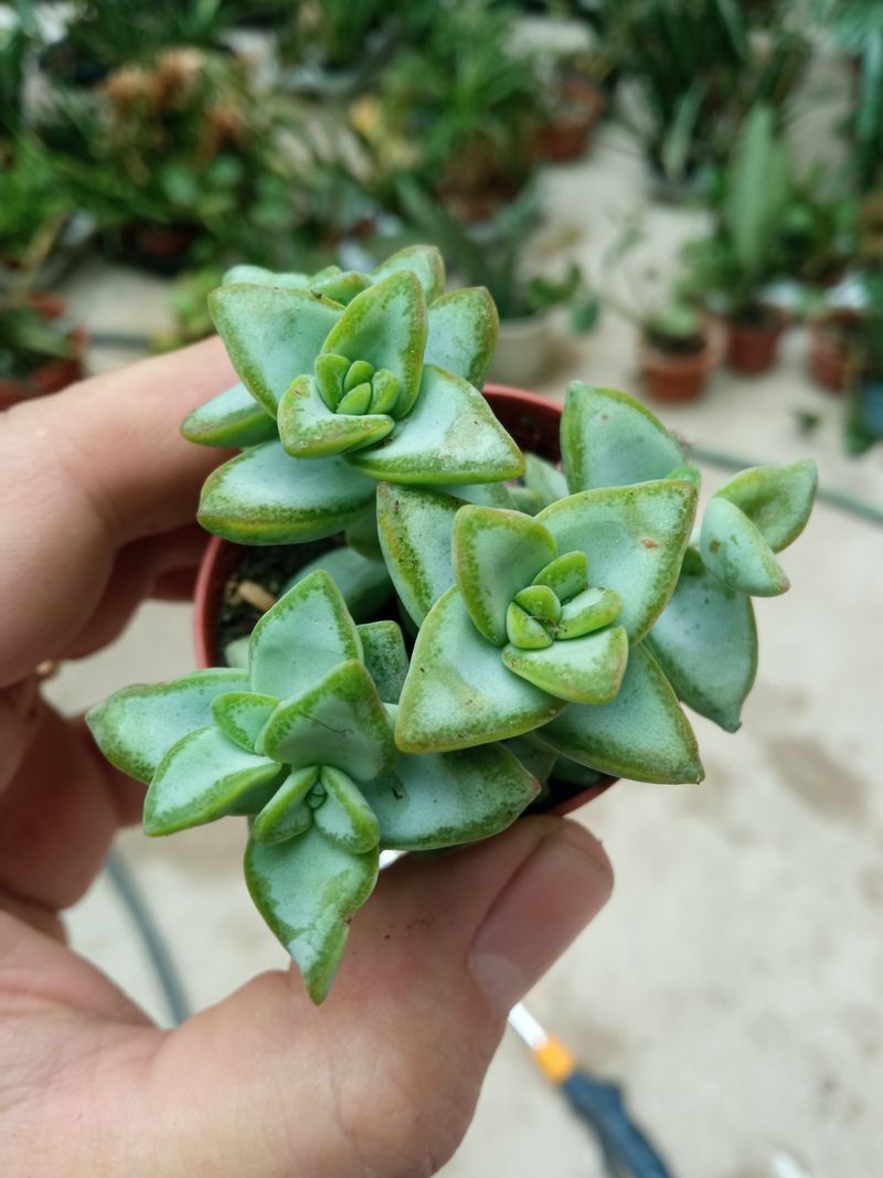 Crassula Rupestris Plantas Suculentas