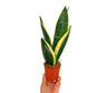 Sansevieria Trifasciata M9 (lengua De Suegra)