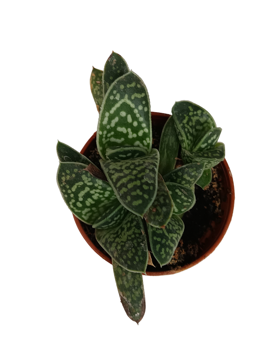 Gasteria lilliputeana planta suculenta de sombra Ø5