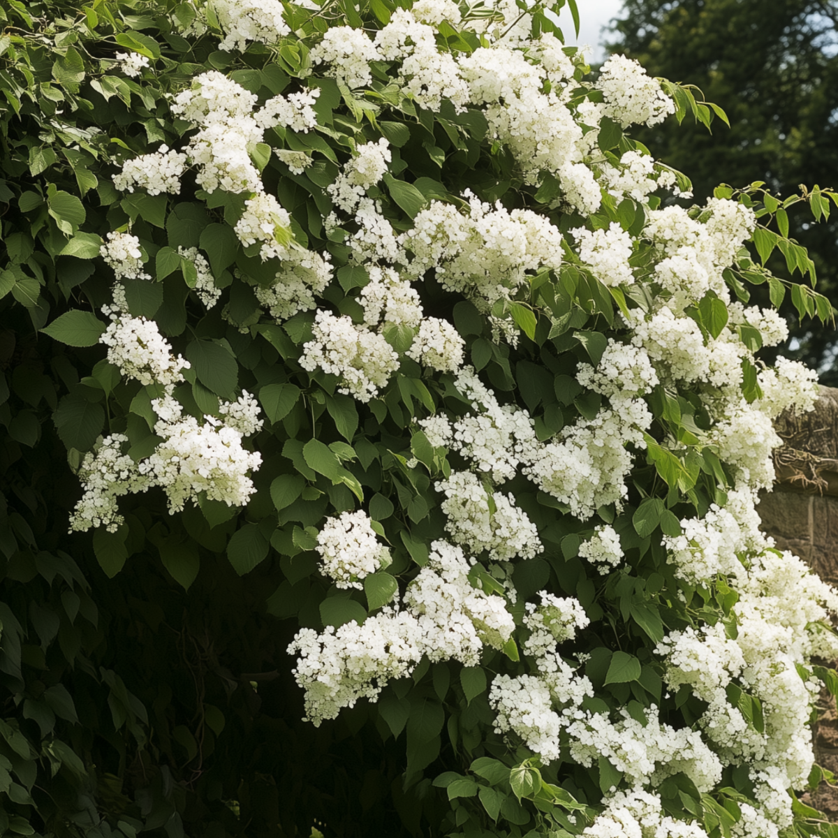 Hortensia - 2 Pzs - Hydrangea Anomale Petiolaris - Altura 60-70cm - ⌀15cm_1
