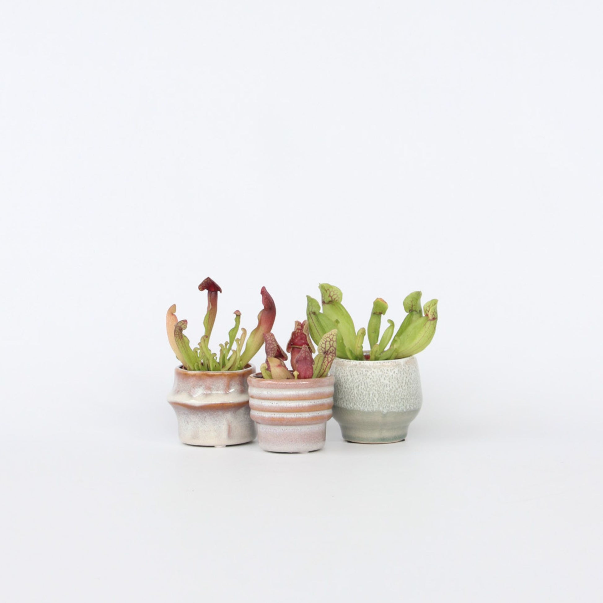 Planta Cobra Roja - 3 Pzs - Sarracenia Purpurea - Altura 10cm - ⌀55cm