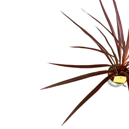 Cordyline Australis O Red Star El Toque Australiano Perfecto Para Tu Hogar_1