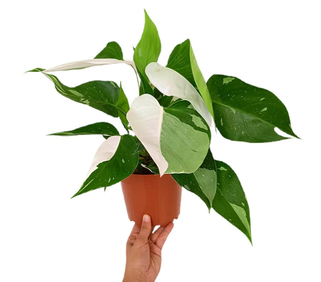Philodendron White Princess Variegata M17