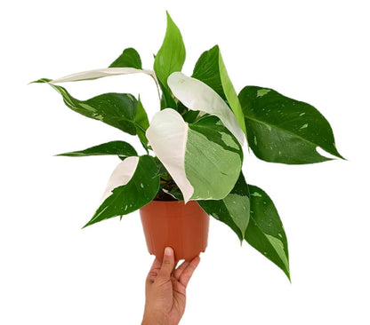 Philodendron White Princess Variegata M17