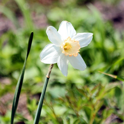 Caja Jardín Húmedo - 30 Bulbos Para Zonas Húmedas Y Lluviosas