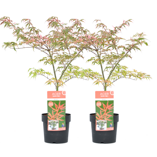 Arce Japonés - 2 Pzs - Acer Palmatum 'shirazz' - Altura 50-60cm - ⌀19cm_0