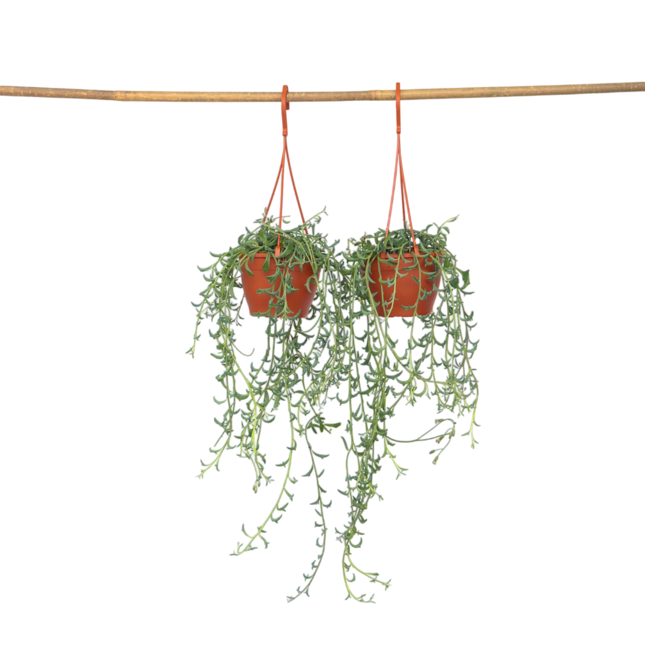 Cadena De Delfines - 2 Pzs - Senecio Peregrinus - Altura 10-20cm - ⌀12cm_0